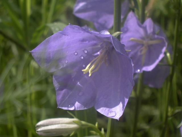 photo "Bluebells" tags: nature, macro and close-up, flowers