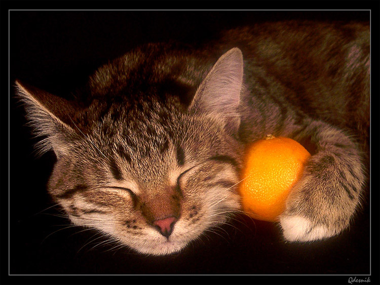photo "Tangerine and a cat)" tags: genre, 