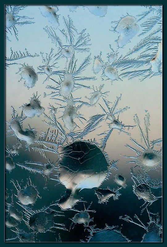 photo "Window Dwellers (3)" tags: macro and close-up, 