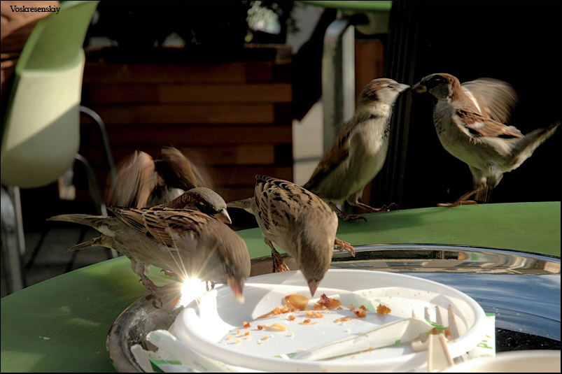 photo "Sparrow wedding" tags: misc., 