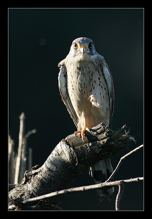 photo "Lasser Kestrel - Falco naumanni" tags: nature, genre, wild animals