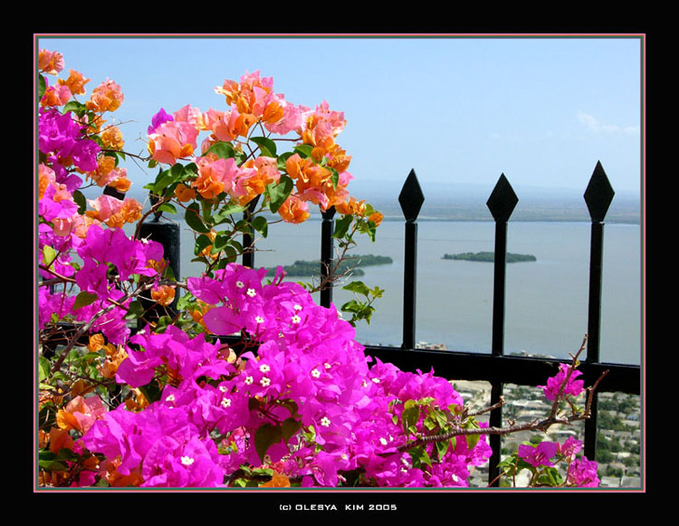 фото "Colors of Cartagena!" метки: природа, пейзаж, лето, цветы