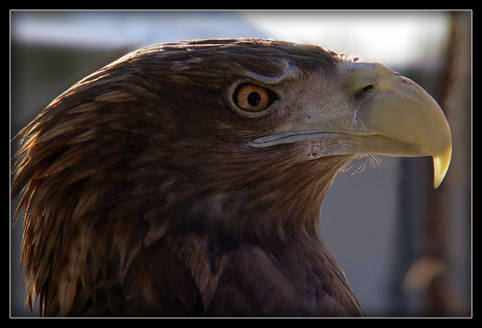 photo "Bald eagle..." tags: nature, portrait, wild animals