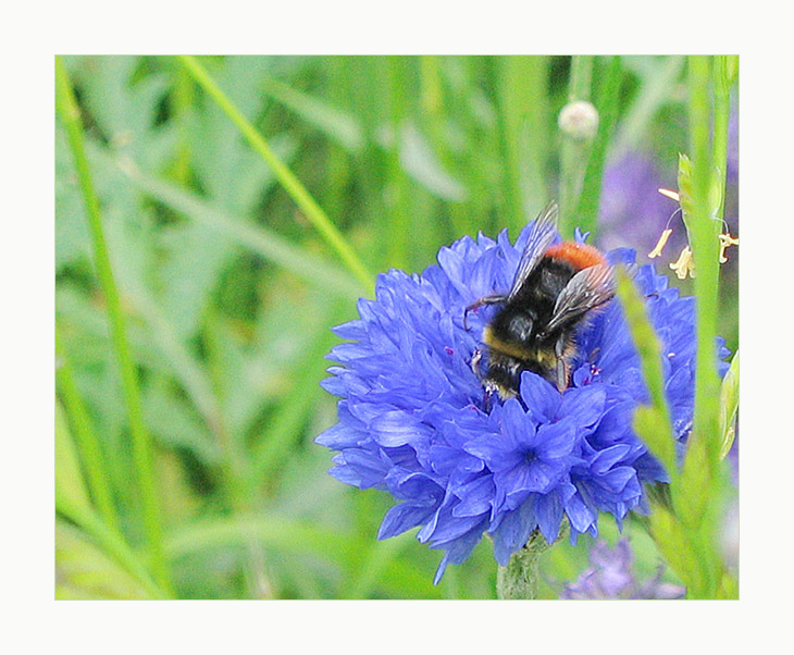 photo "Nostalgia" tags: macro and close-up, nature, flowers