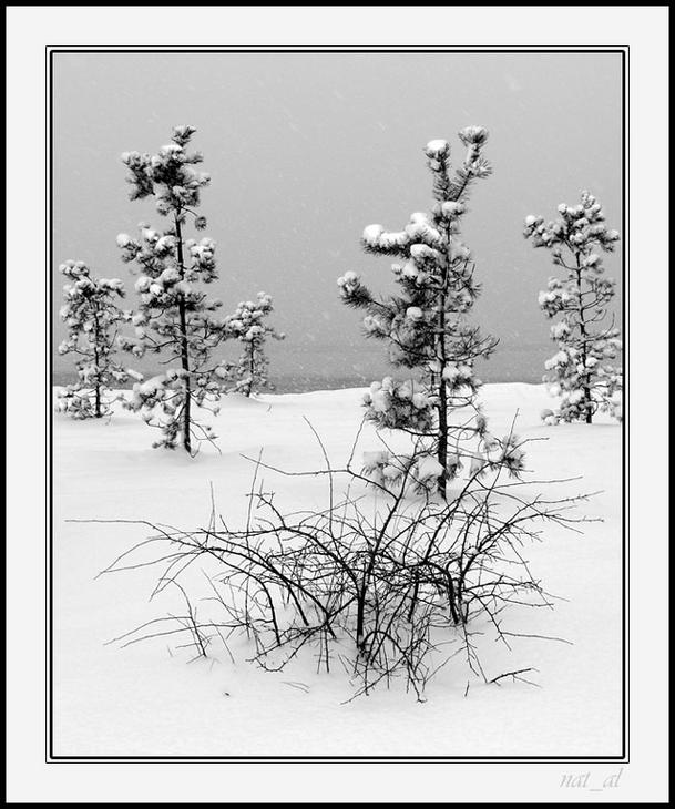 photo "***" tags: black&white, landscape, winter