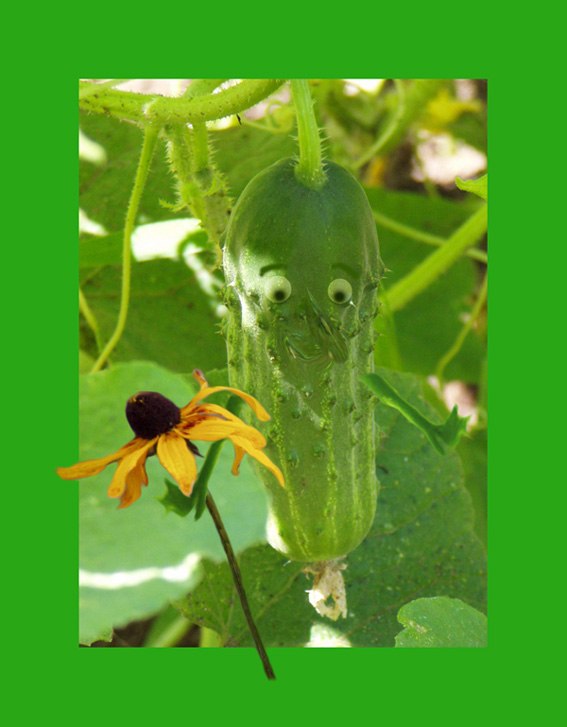 photo "Amorous cucumber" tags: humor, nature, flowers