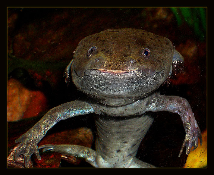 photo "Nice fellow" tags: macro and close-up, 