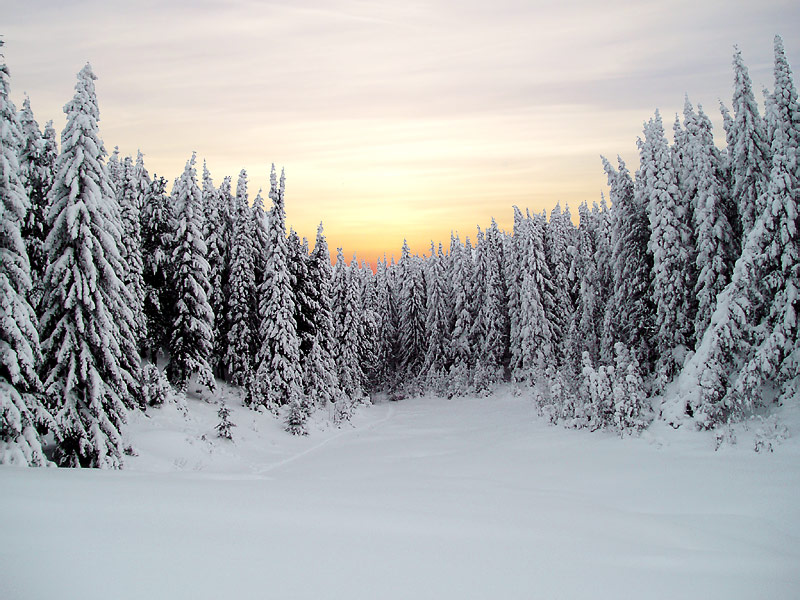 photo "Firtrees again" tags: landscape, winter