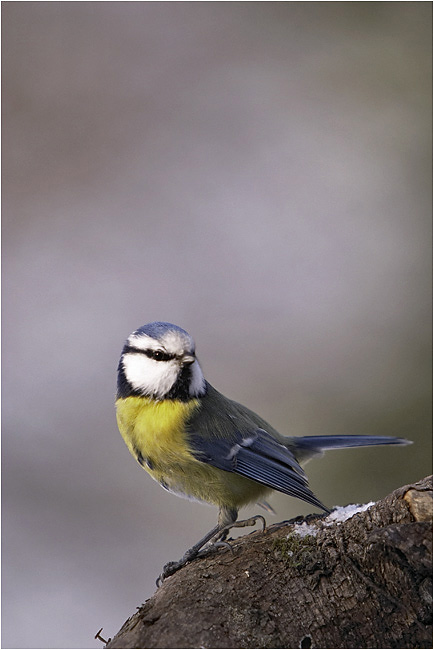 photo "Parus caerleus 2" tags: nature, wild animals