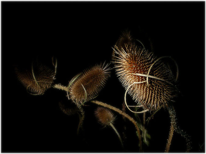 photo "No name" tags: nature, flowers