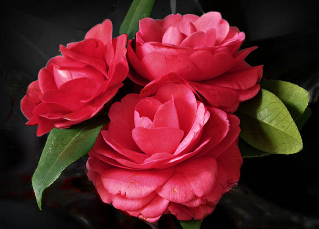 photo "Camellias" tags: nature, flowers