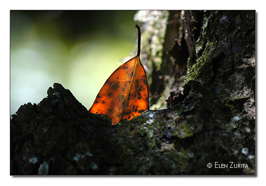 photo "Fallen" tags: macro and close-up, nature, flowers