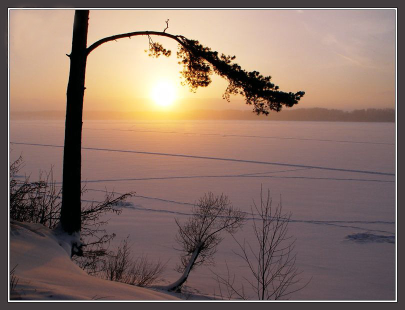 photo "Winter Evening Рicture with Pine and Sun" tags: landscape, sunset, winter