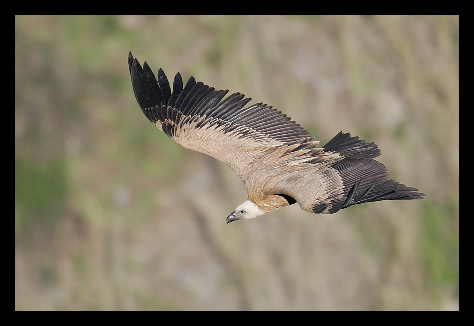 photo "Griffon Vulture - Gyps fulvus" tags: nature, genre, wild animals