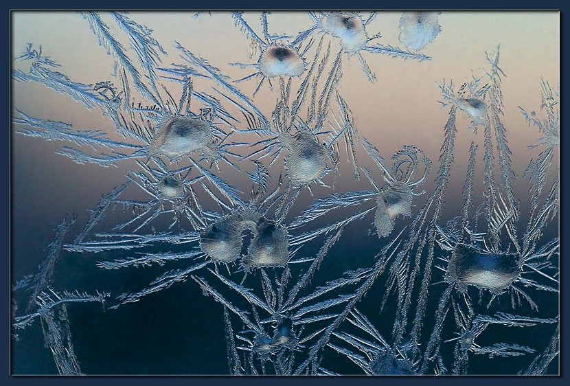 photo "Window Dwellers (1)" tags: macro and close-up, 