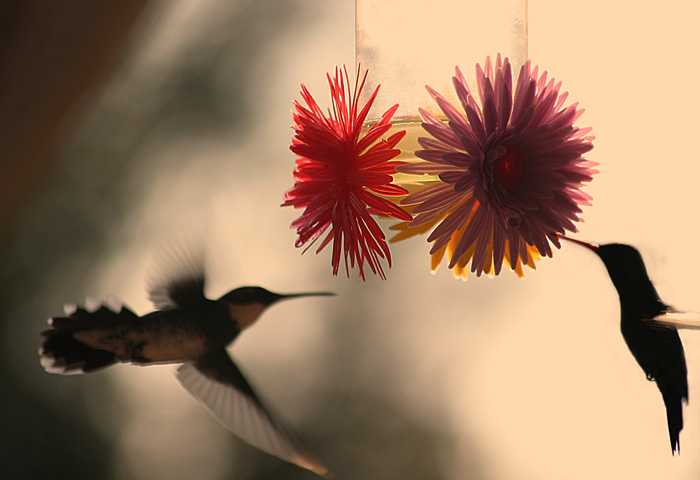 photo "Hummingbirds" tags: nature, 