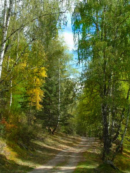 photo "Autumn tracks" tags: landscape, autumn, forest