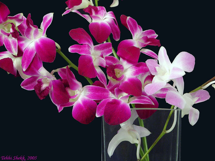 photo "Orchids :o)" tags: nature, flowers