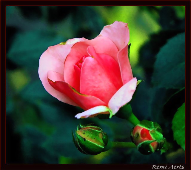 photo "rose" tags: nature, macro and close-up, flowers