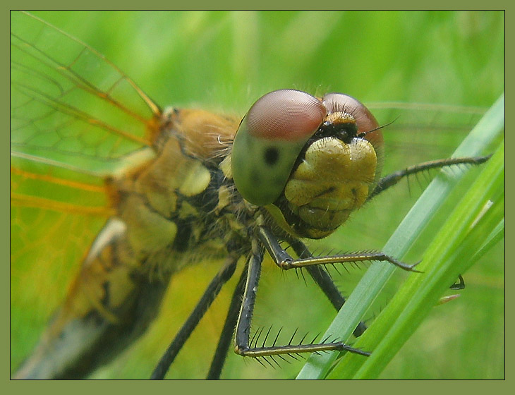 photo "~Dragonfly~" tags: macro and close-up, 