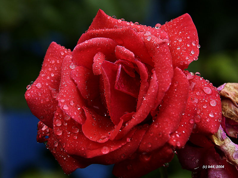 фото "Роза" метки: макро и крупный план, природа, цветы