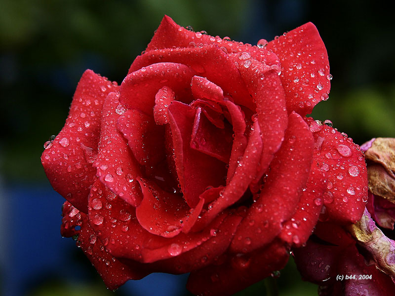 photo "Rose" tags: macro and close-up, nature, flowers