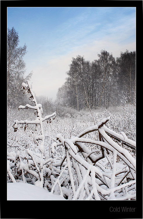 photo "Cold winter" tags: landscape, forest, winter