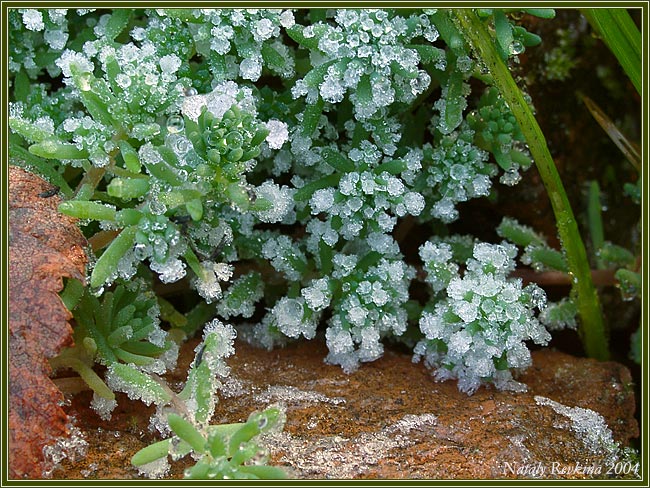 photo "A Thaw" tags: landscape, macro and close-up, winter