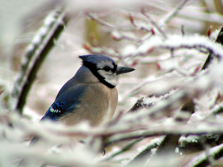 photo "Winter Bluejay" tags: nature, portrait, wild animals