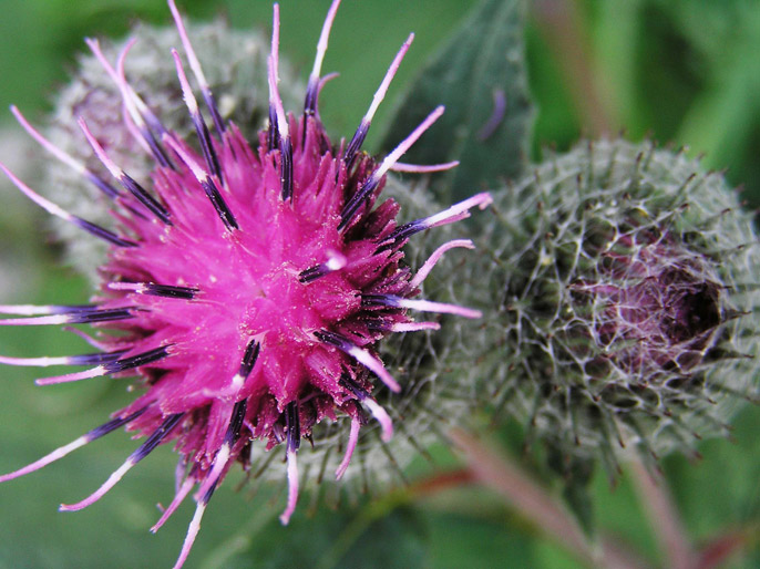 photo "burdock" tags: macro and close-up, nature, flowers