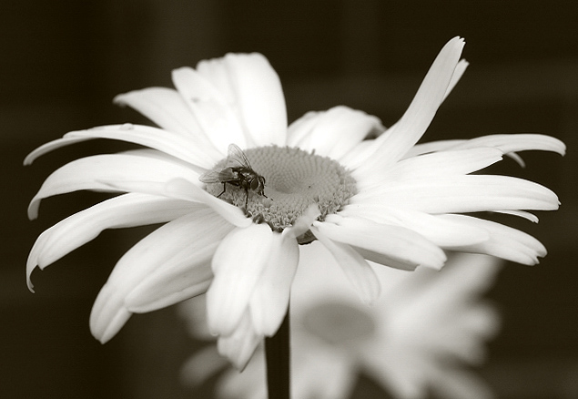 photo "Untitled" tags: nature, flowers