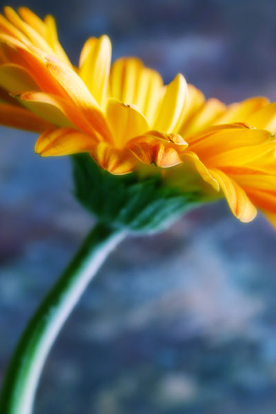 photo "Daisy" tags: still life, nature, flowers