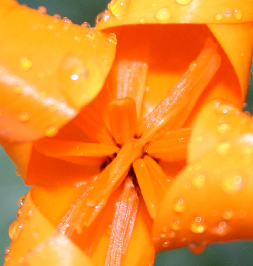 photo "The Heart of a California Poppy !" tags: macro and close-up, nature, flowers