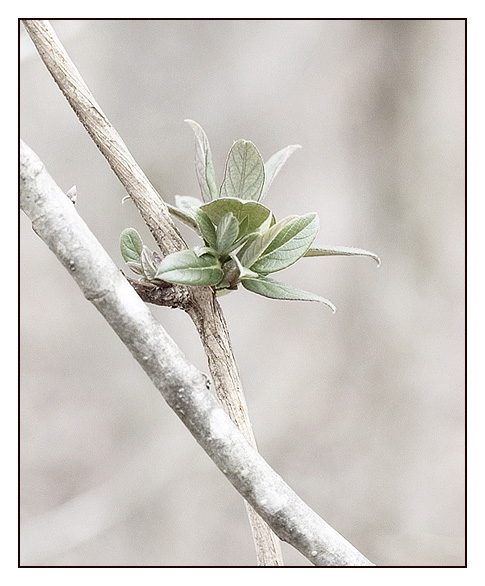 photo "Searching for Spring" tags: macro and close-up, nature, flowers