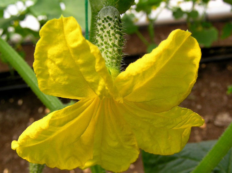 photo "cuke" tags: macro and close-up, nature, flowers