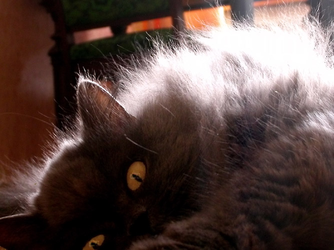 photo "Wakeful eye" tags: nature, pets/farm animals