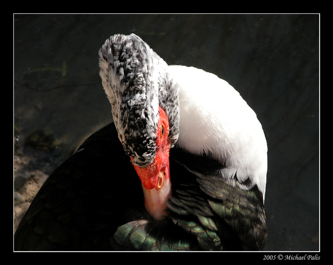 photo "Duck" tags: nature, reporting, pets/farm animals