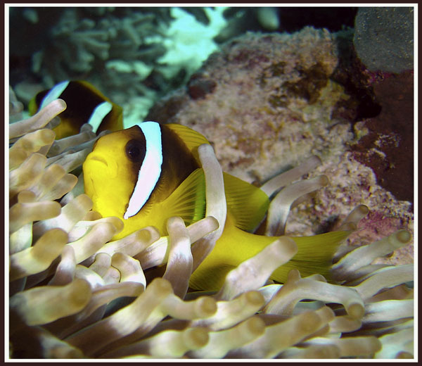 photo "Untitled photo" tags: underwater, 