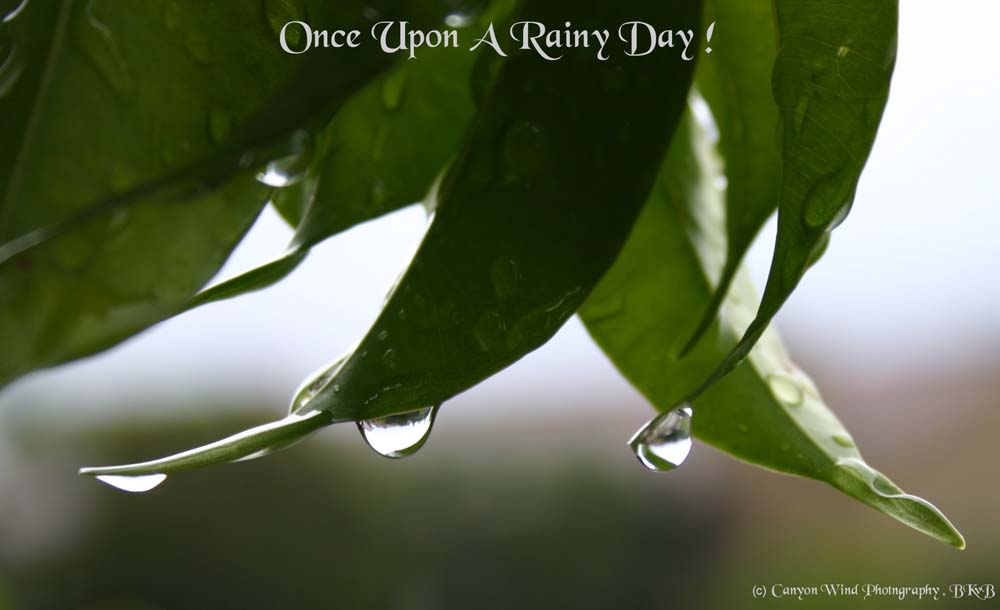 photo "Once Upon A Rainy Day !" tags: macro and close-up, nature, flowers