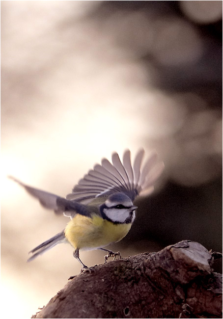 photo "Departure" tags: nature, wild animals