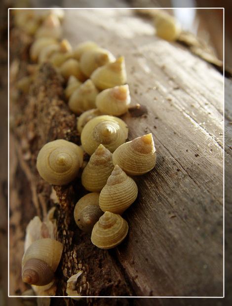 photo "Follow the shells" tags: macro and close-up, nature, wild animals