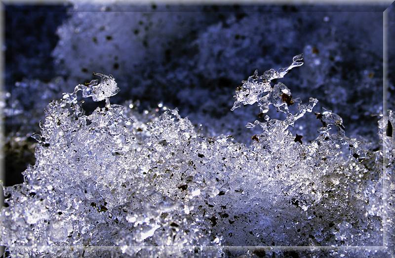 photo "Winter flowerses" tags: macro and close-up, abstract, 