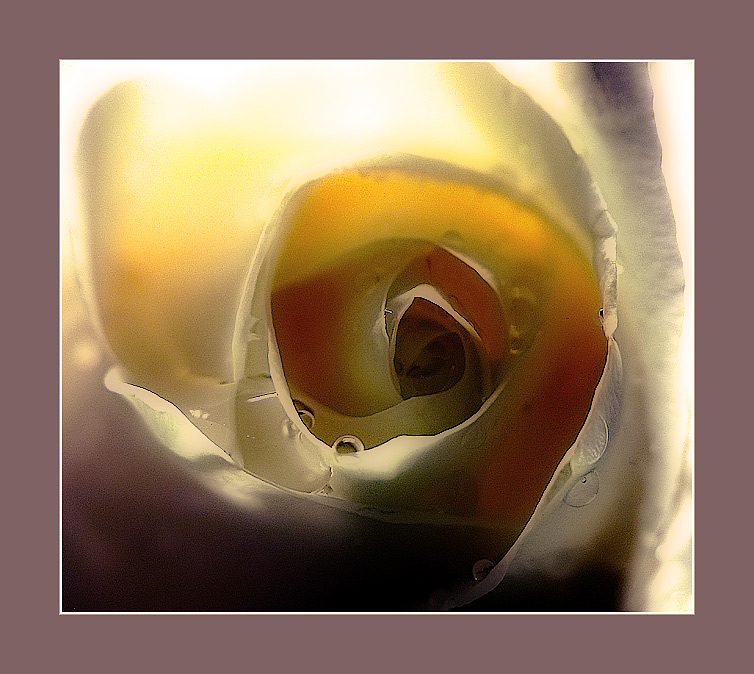 photo "About a rose..." tags: macro and close-up, still life, 