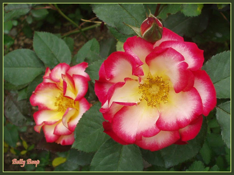 photo "Betty Boop" tags: nature, macro and close-up, flowers