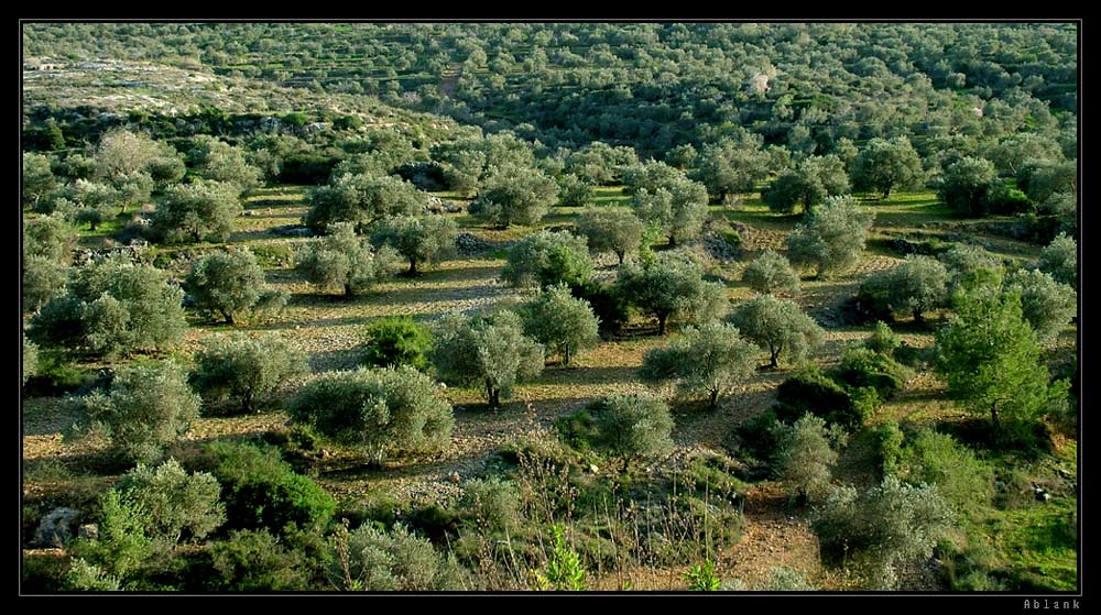 photo "Olive grove" tags: landscape, forest, mountains