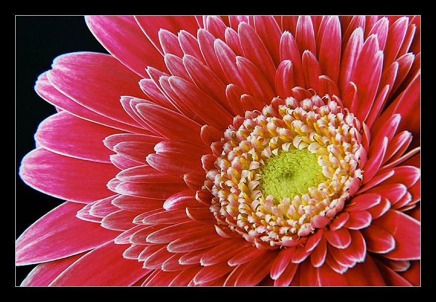 фото "Gerbera #02" метки: природа, макро и крупный план, цветы