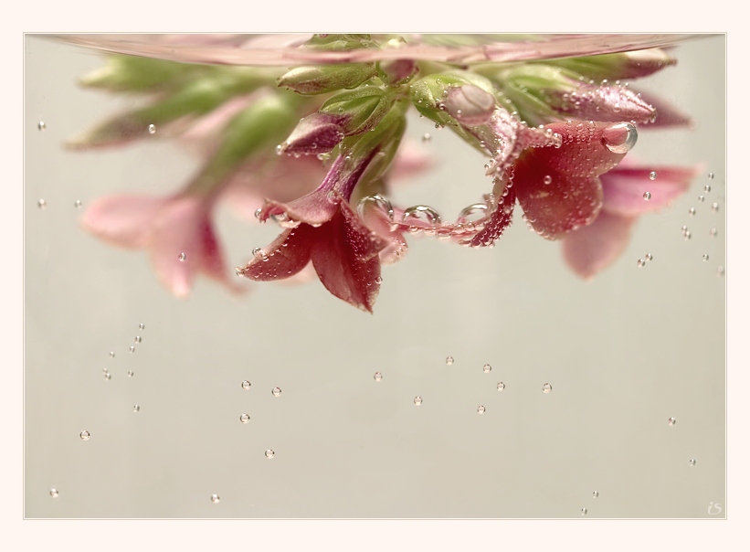 фото "тонуть" метки: макро и крупный план, природа, цветы