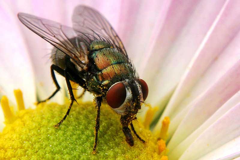 photo "Colorful Fly" tags: macro and close-up, 