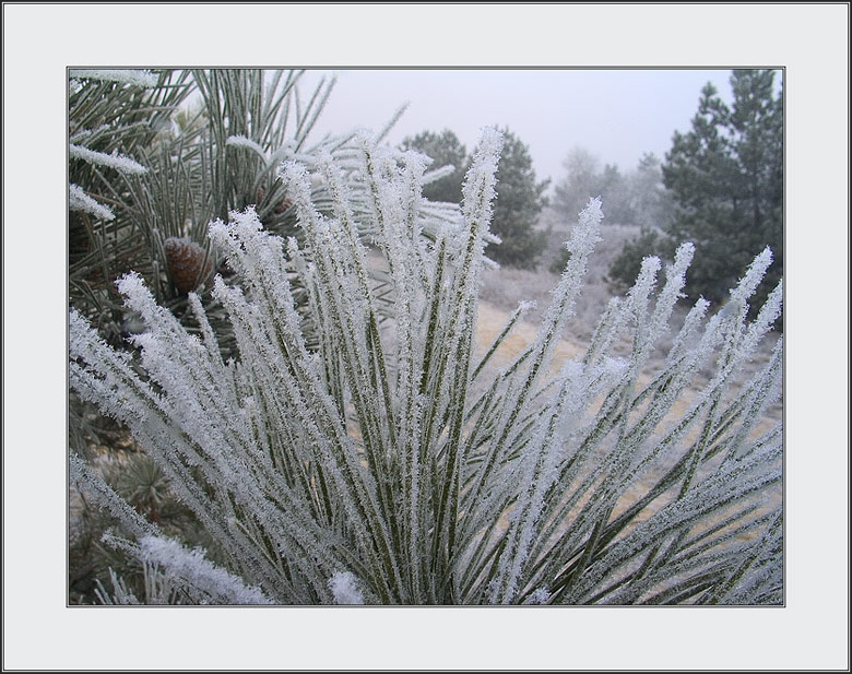 photo "... hoarfrost transparent needles..." tags: landscape, nature, water