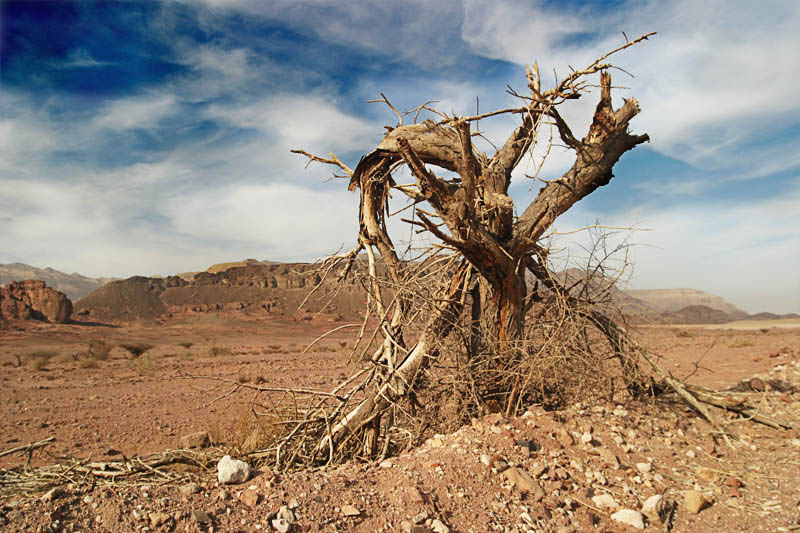 photo "The broken tree" tags: landscape, 